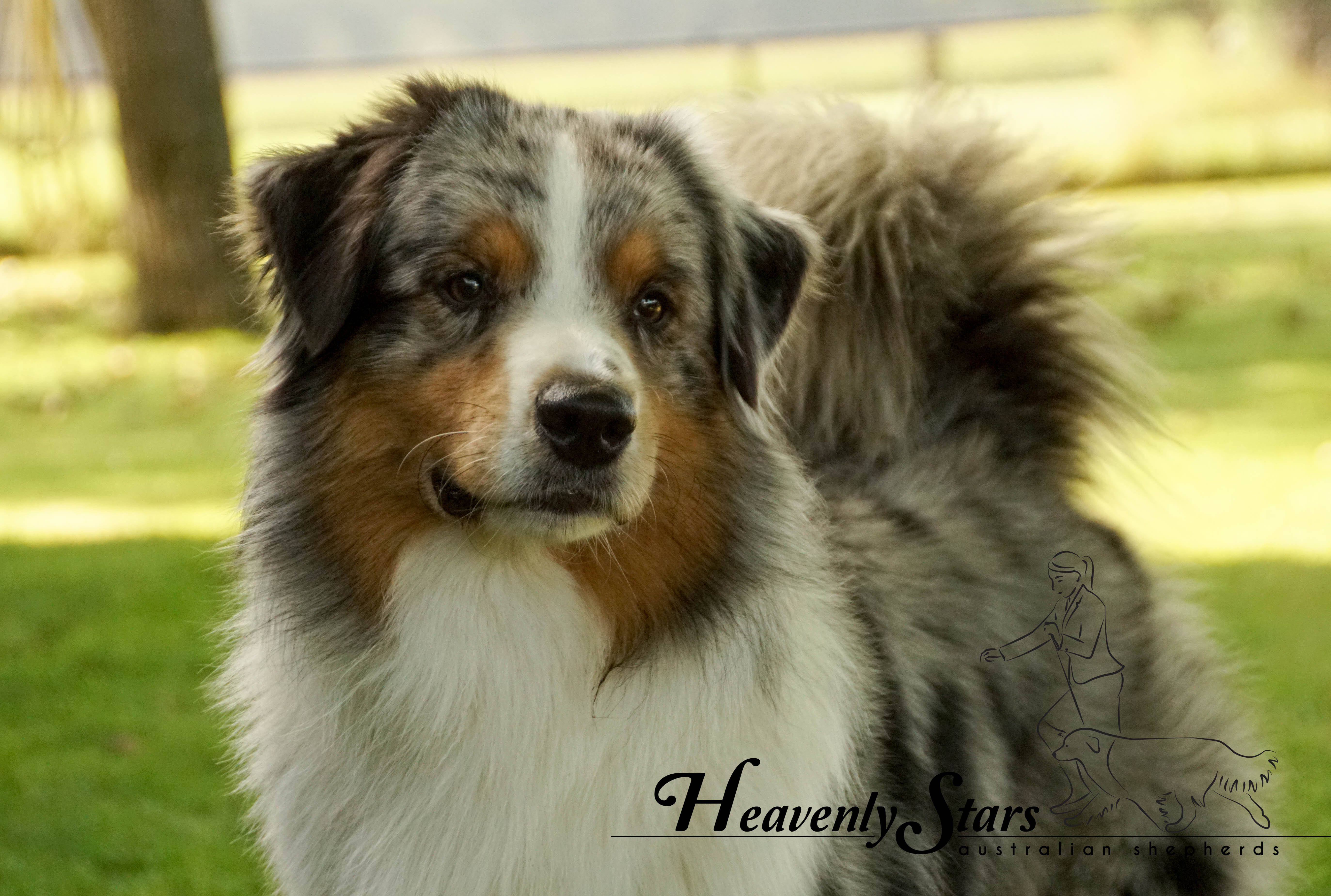 Heavenly Stars Australian Shepherds